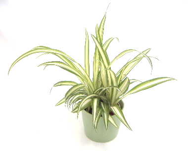 オリヅルランの水栽培の方法をポイントやトラブルまで徹底解説！ – 東京寿園