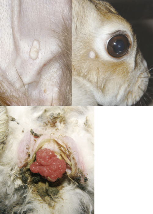 専門獣医師が解説するウサギの皮膚病 Ver.3 毛が抜ける・皮膚が赤い