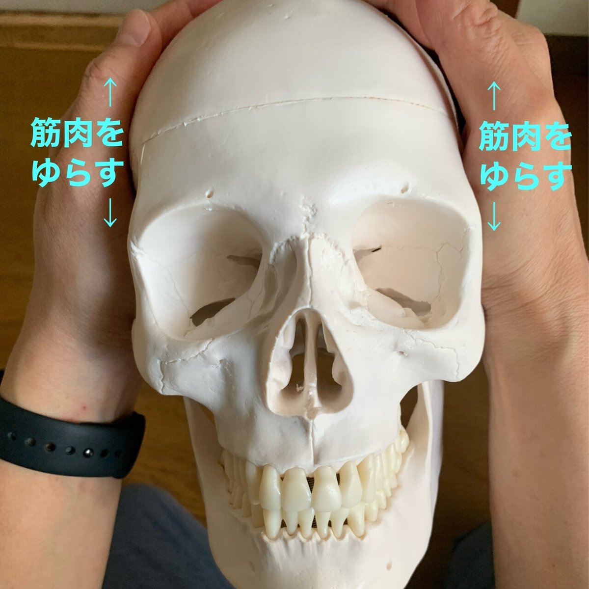 Visual Anatomy 視覚解剖学