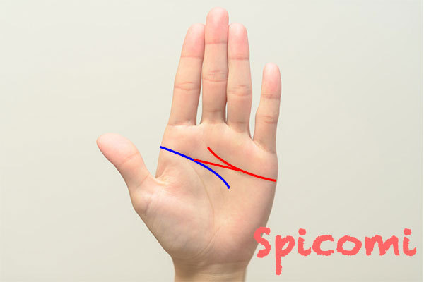 すまき」は「かまぼこ」とは別物？違いについて原材料や製造方法で比較 – いずも庵ブログ