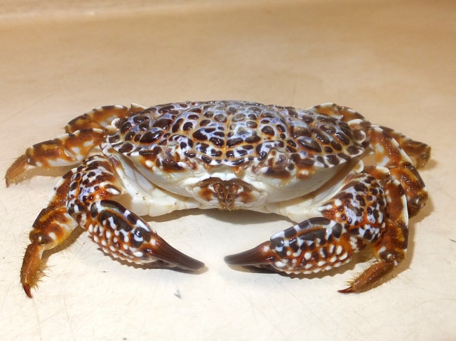 食べちゃいけない毒ガニ３種！ 脚１本で死ぬことも しかたにさんちの自然暮らし ３７- 琉球新報デジタル