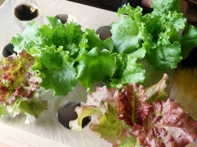 グリーンカールの保存 グリーンリーフの保存あれをやれば保存期間は10日間！ - YouTube