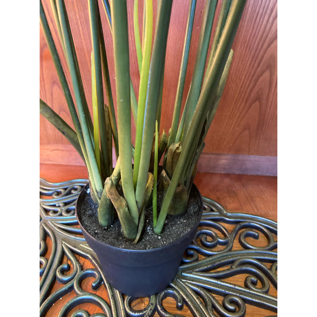 ストレッチアの写真素材 - PIXTA