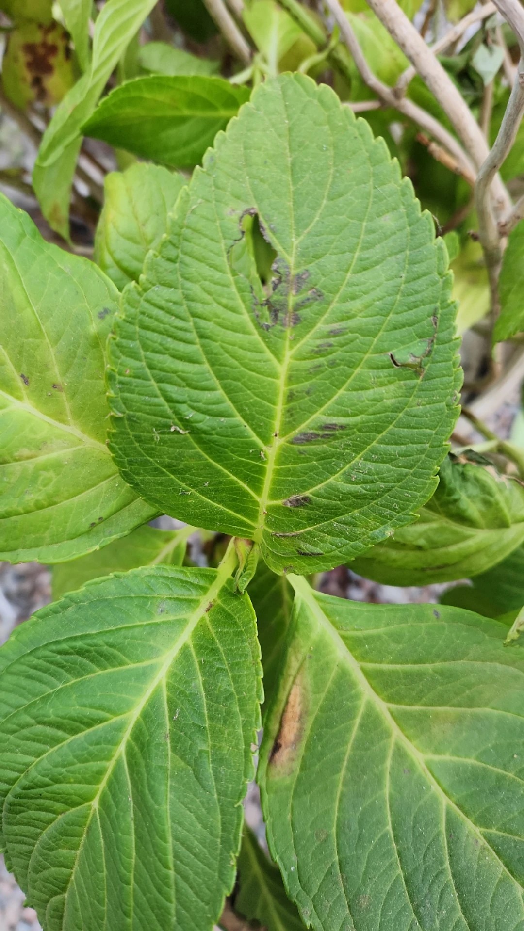 アジサイの葉に黒い斑点ができる5つの原因と対処法自然植物図鑑