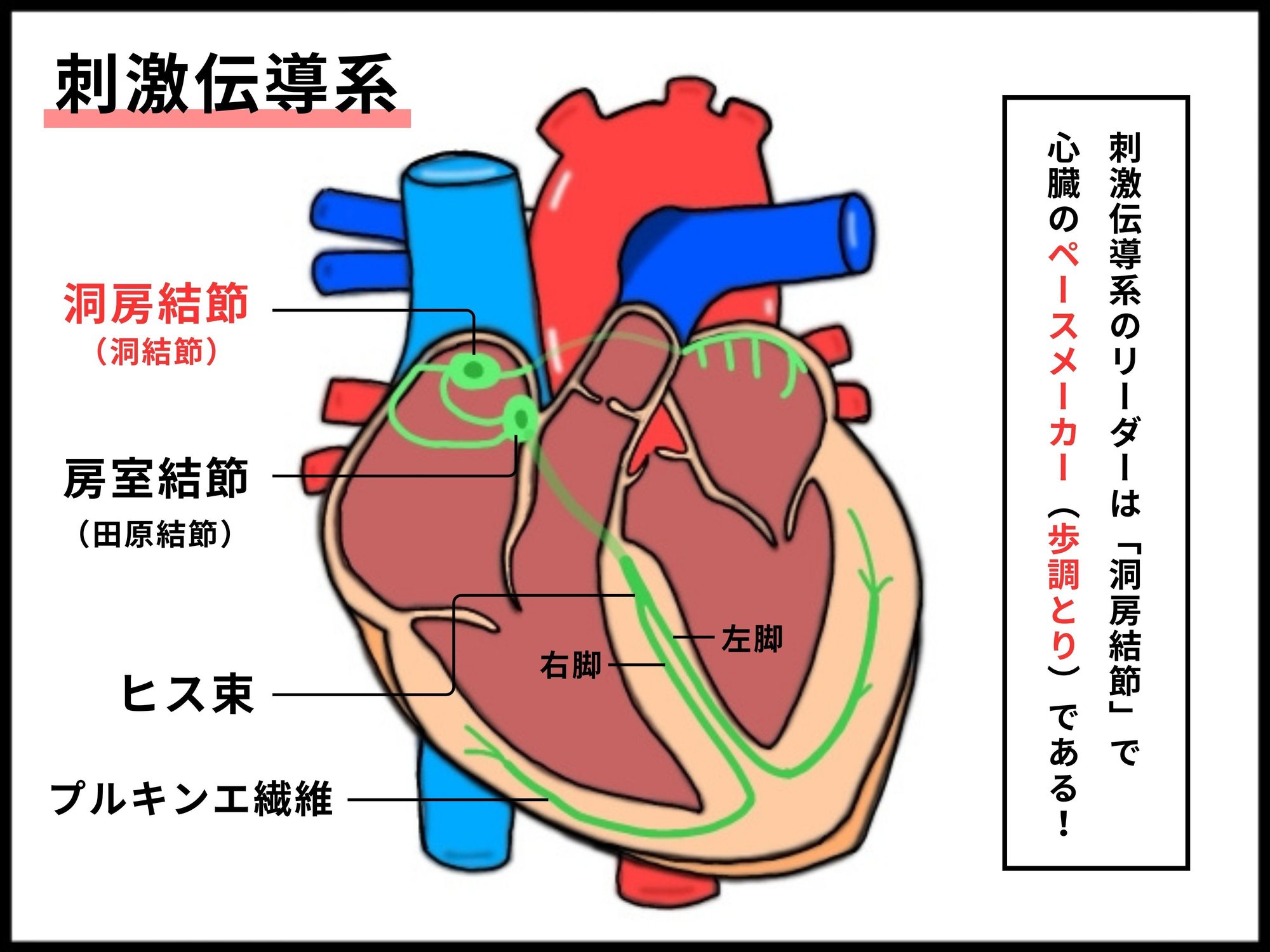 心臓の解剖学的位置からだずかん
