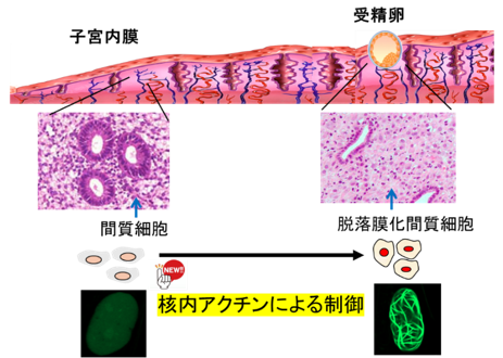 88 小腸上皮細胞 - SOILｰSHOP生物教材製作所自習室