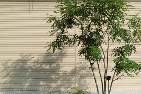 シンボルツリー用アオダモおすすめ10選後悔？メリット・デメリットも紹介ランク王