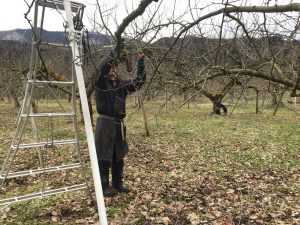 ADIY・工具・ガーデン リリースプラントカット苗床庭枝カッターはさみ剪定花屋ブドウ剪定