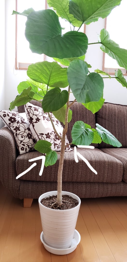 ウンベラータを切ってモォータ枯れたウンベラータですが、復活へのかすかな望みを託して切ります！ oyageeの植物観察日記