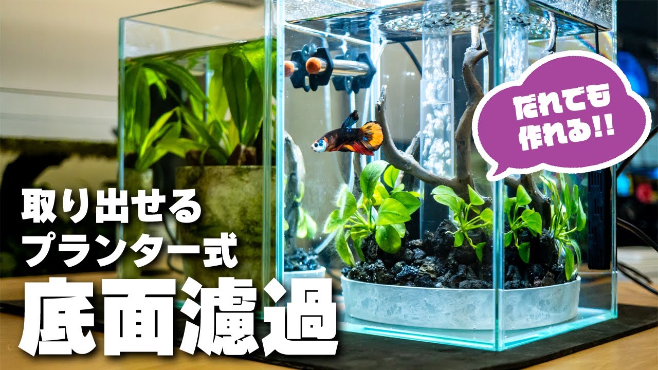 ベタのフィルター株式会社スドー観賞魚・水草 爬虫類 小動物 小鳥用品