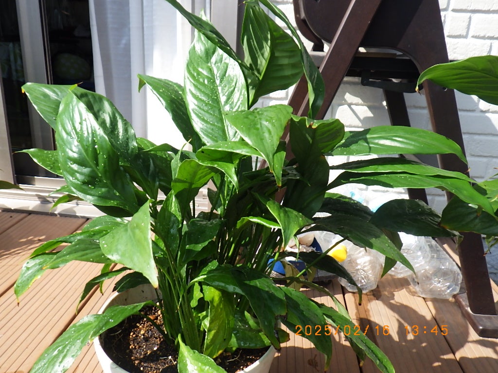 スパティフィラムの育て方植え替えから株分けまで初心者向けに解説コーナンTips