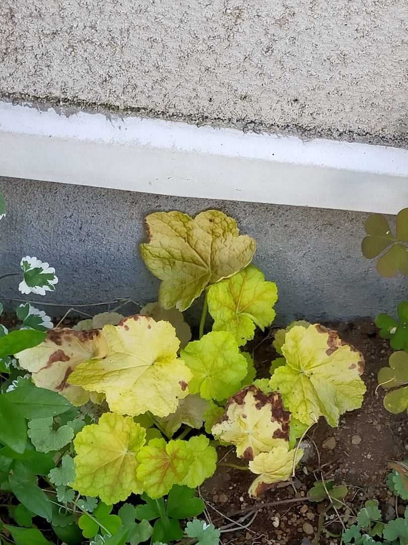 暑さで弱ったヒューケラの対処法 – プロが伝える栽培ブログThe Garden Party-ザ・ガーデンパーティ