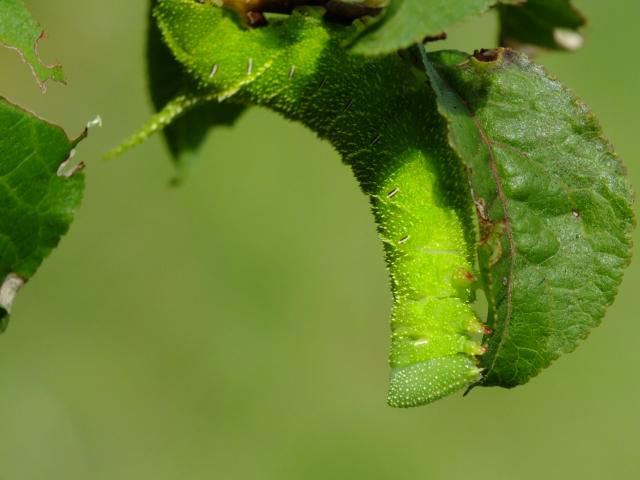 宮菜園-菜園害虫-毛虫
