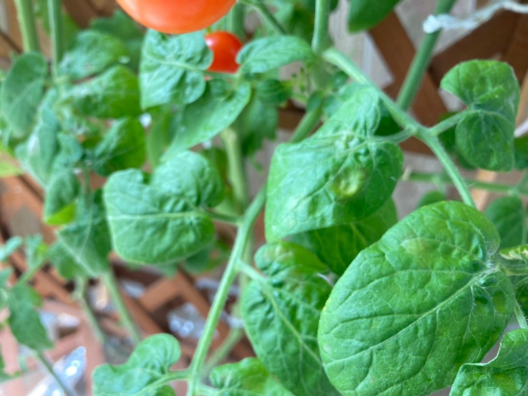 恐怖のうどん粉病みんなとカゴメでつくるコミュニティ ＆KAGOME アンドカゴメ