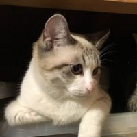 ねこの多頭飼い、先住猫と仲良く暮らすためのポイント - ねこかぞくブログ