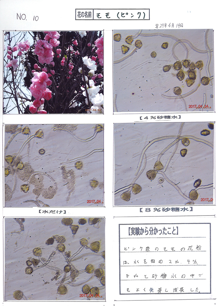 保存版！ 顕微鏡で花粉の形を観察するコツ記事カテゴリBuNa - Bun-ichi Nature Web Magazine 文一総合出版