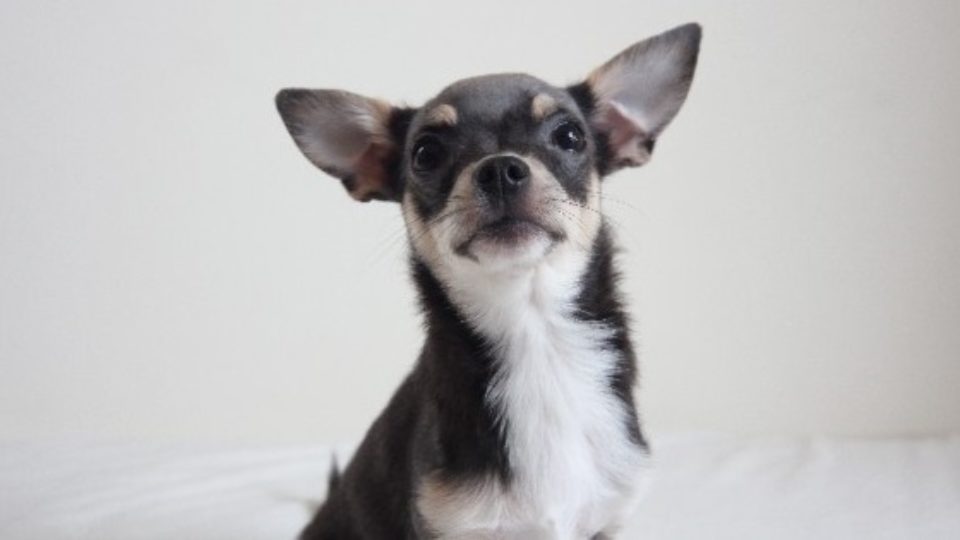 今食べるし!! 怒 』ご飯を前に全然食べ始めない柴犬。冗談で「ちょうだい♡」と言ったら鬼の形相で拒否られた 動画あり柴犬ライフShiba-Inu Life