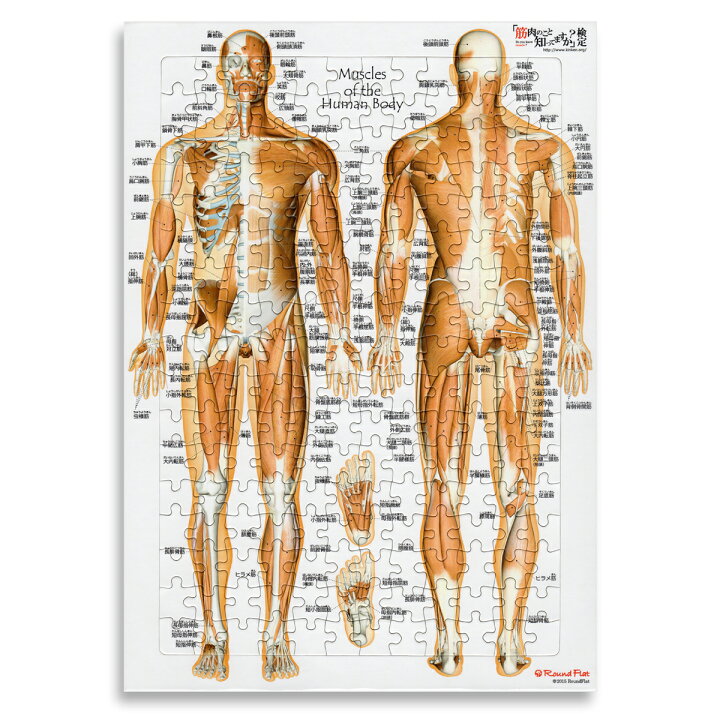 筋トレのための人体解剖図成美堂出版