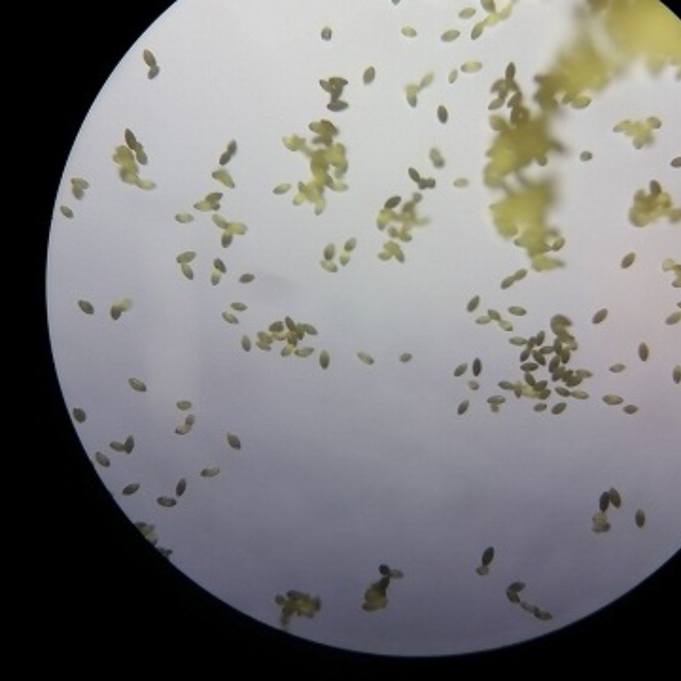 花粉管の観察にしきの理科準備室