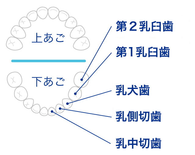 歯科の教科書 基礎 1.歯の本数と名称シカレッジ