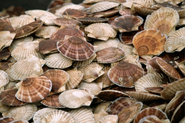 TBWA博報堂、廃棄される貝殻を再利用した新素材からつくられた雪かき用スコップ「HOTASCOOP」と観光型公園「HOTAPARK」を発表知財図鑑