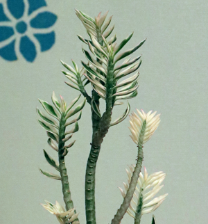 ペディランサス：ギンリュウ 2.5号ポット の通販園芸ネット