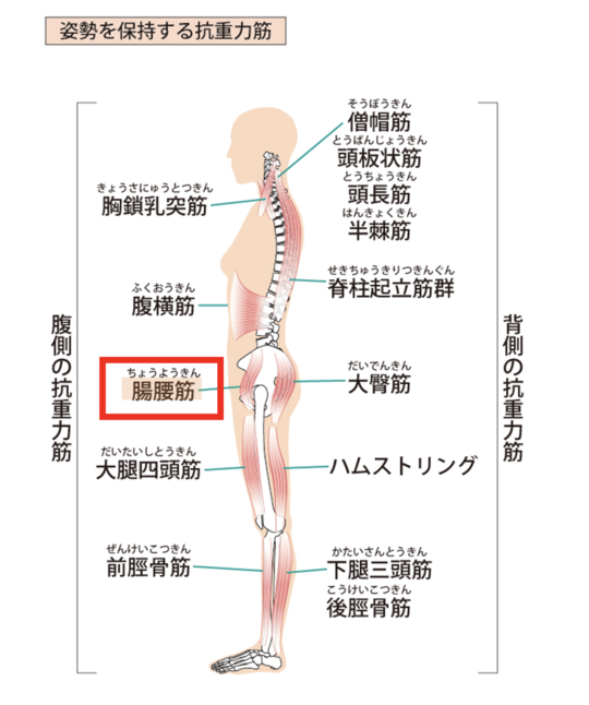 Nピラティス 痛み・ゆがみ・姿勢をかえる本格マシンピラティススタジオ他の投稿はこちらから→@n.pilates7腸腰筋腸腰筋の起始・停止や働きをご存知でしょうか？ 腸腰筋は体幹と下肢をつなぐ重要な筋肉です。 この筋肉の不調が生じると ・猫背 ・反り腰 ・腰痛