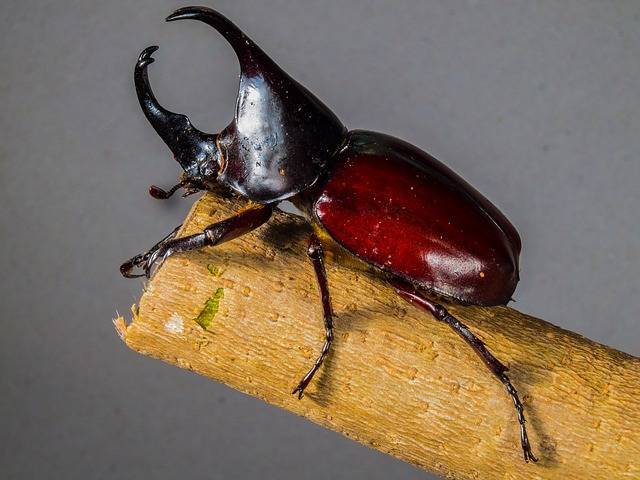 閲覧注意 世界一気持ち悪い虫の称号を得た“タンザニア・バンデット・オオウデムシ”珍獣図鑑アルパカパカス