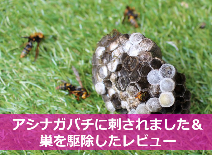 アシナガバチに刺された手😱 10日間- NAE 苗多肉ガーデン ブログ