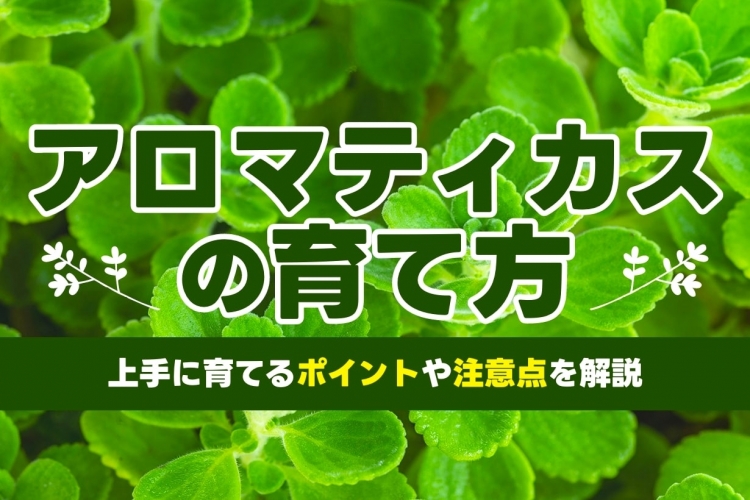 アロマティカスの育て方・栽培方法LOVEGREEN ラブグリーン