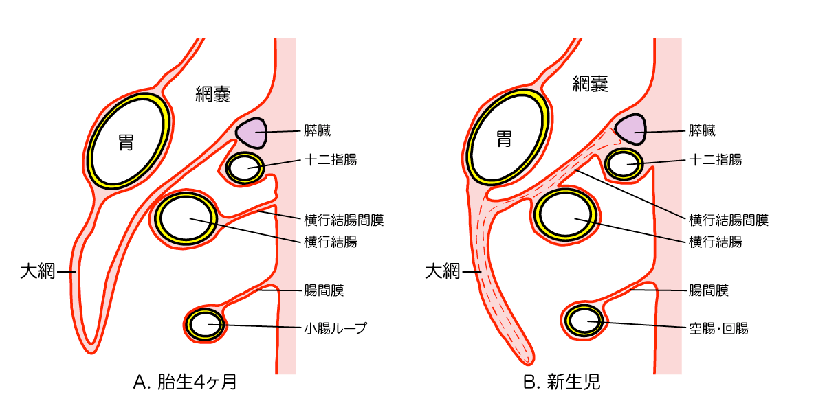 大腸カメラの詳細 ～楽な受け方のコツから痛くない挿入法まで～書写西村内科