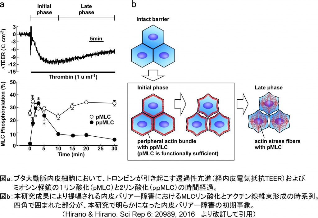 内皮植物- Wikiwand