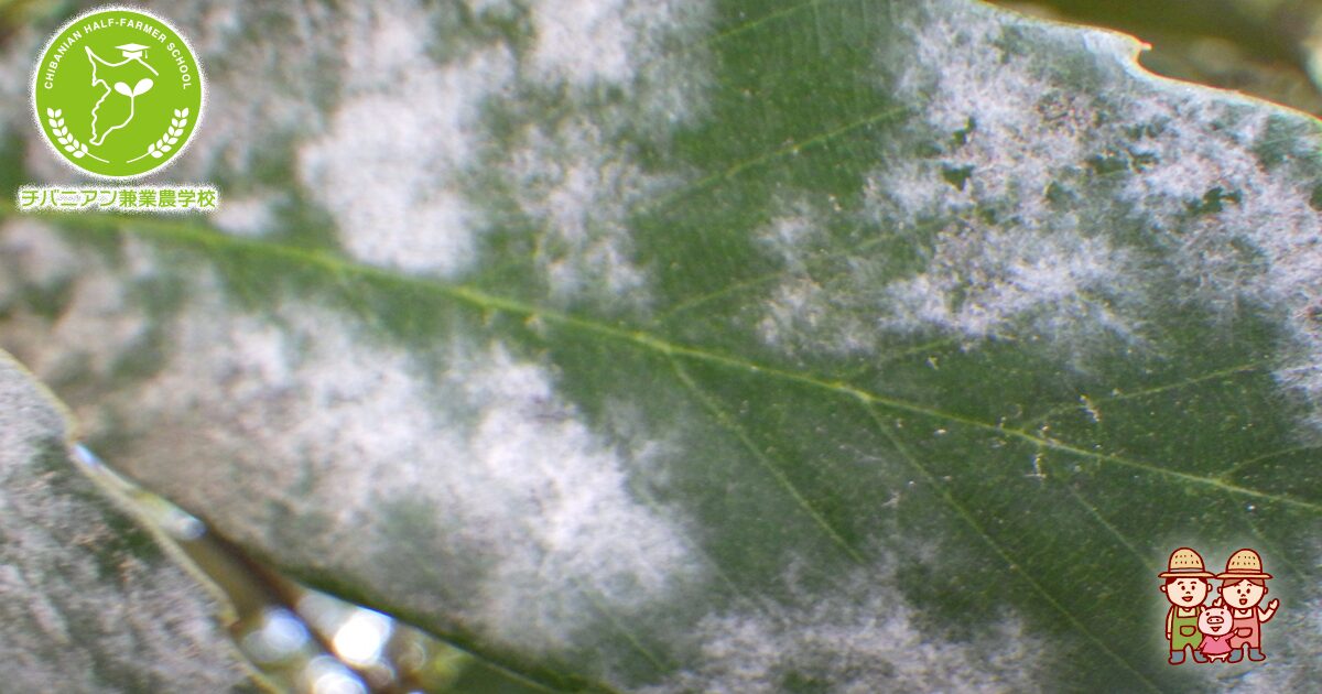 Editor's Eyes 植物の大敵「うどんこ病」、菌に寄生するカビで感染防止 近畿大が発見！世界初