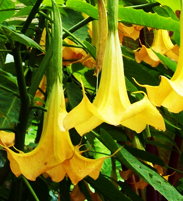 エンジェルトランペットの毒性とは？毒の特徴や症例を解説HanaSaku