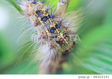 12ページ目気持ち悪いの写真素材写真素材なら「写真AC」無料 フリー ダウンロードOK