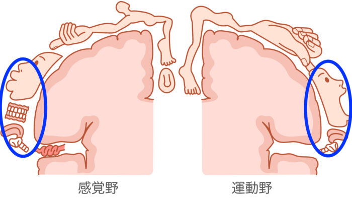 体部位再現 - 脳科学辞典