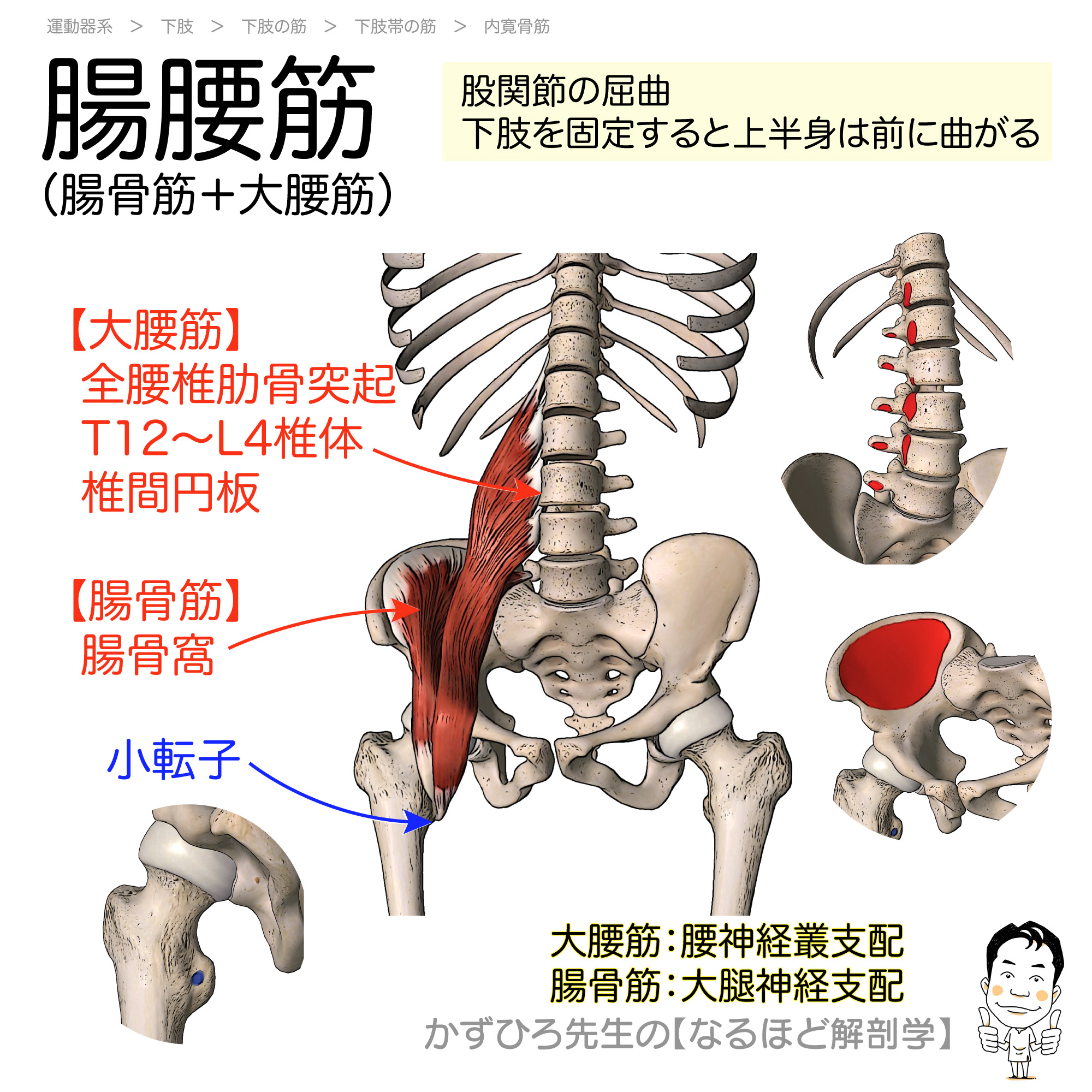 腸腰筋鍛え、つまずき無縁 筋トレ研究の谷本先生が伝授 - 日本経済新聞