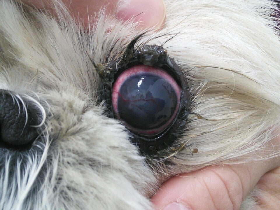 目から血が出たマイロちゃんブログ・お知らせ福岡県須恵町の動物病院リヴ動物病院 犬猫専門