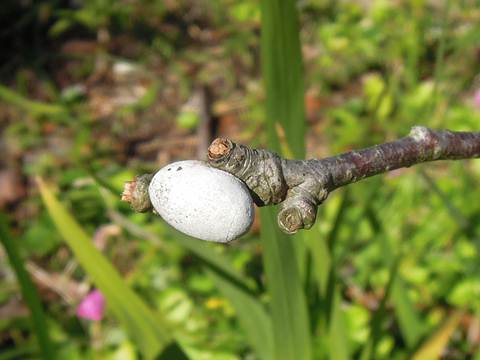 010717 イラガの変身