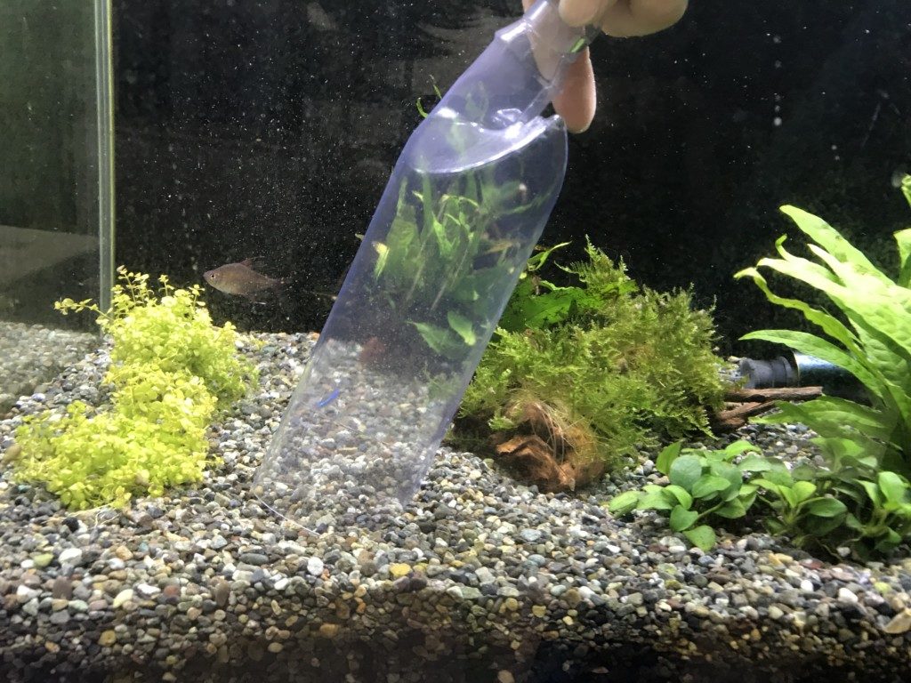 ネオンテトラの水カビ病とは？うつる？治療には塩水やメチレンブルーが効果的！？ – 熱帯魚水槽.com