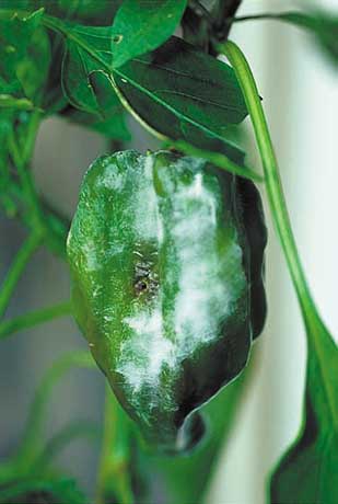 ピーマンの葉についたアブラムシ 写真素材5598742- フォトライブラリ