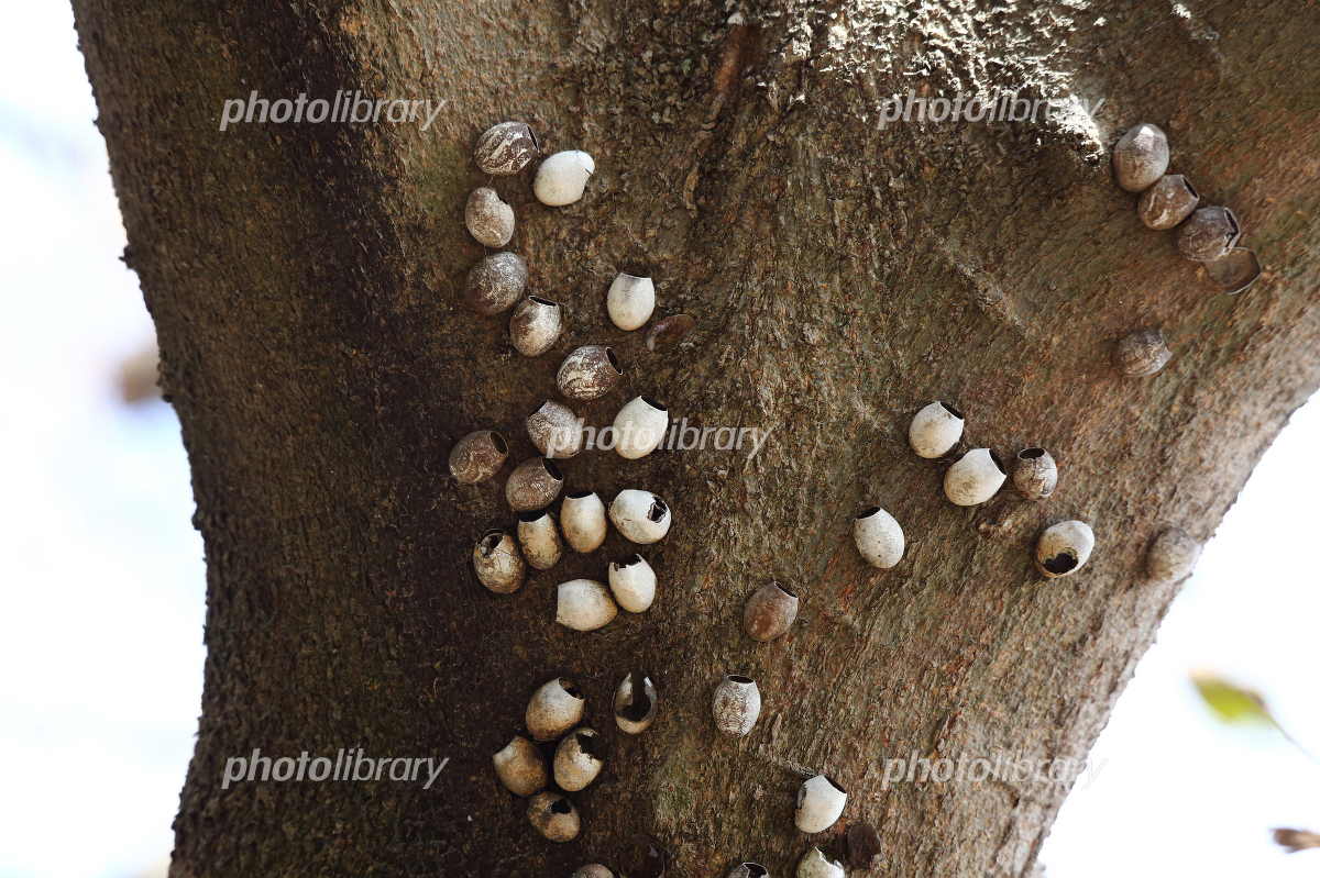 イラガの繭 北国の春点描 №９野草閑話～孝遊子