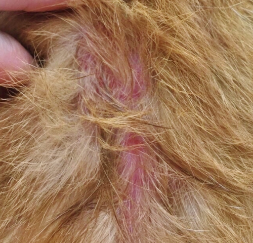 ノミ刺咬症の症状と治療法を徹底解説 医師監修 正しい対策法も紹介！セイムスコラムドラッグセイムス富士薬品のドラッグストア・薬局