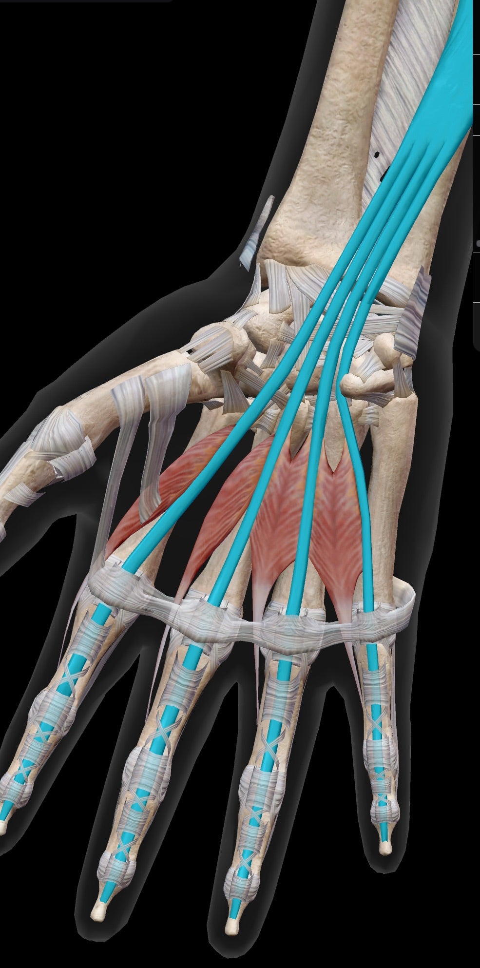 セラピストの手を作る！虫様筋握り３つのポイントかなえるリハビリ