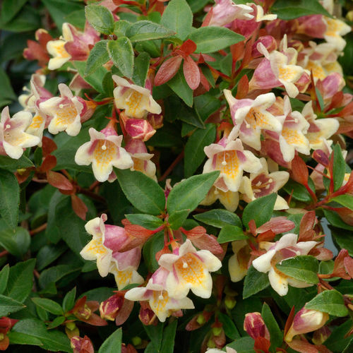 昭和記念公園-8 ダリアの庭 多種多様に咲き揃い ☆朝日てまり 彩雪 黒蝶 結納・』立川 東京 の旅行記・ブログ byマキタン２さん フォートラベル