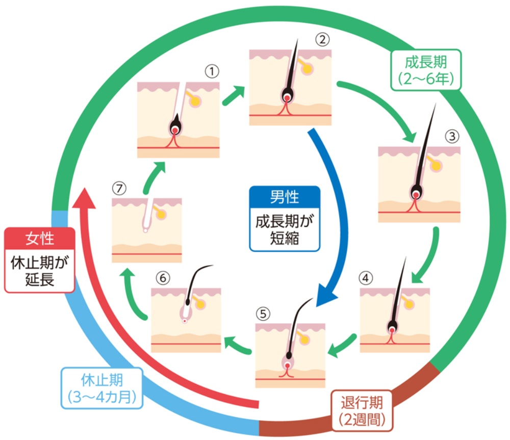 ヘアサイクル 毛周期 が乱れる原因 FAGA基礎知識ノワール大宮クリニック 女性薄毛FAGA治療窓口大宮駅東口徒歩4分
