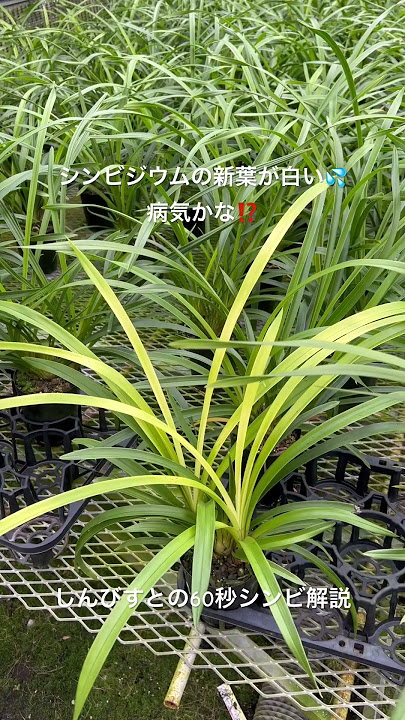 ゼラニウムの葉が白くなる原因と対処法50PRESS