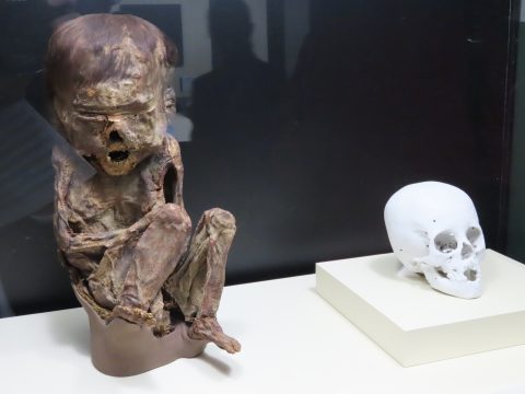 ミイラカルチャーカナロコ by 神奈川新聞