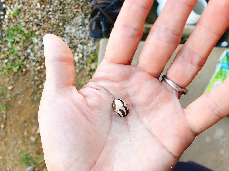 繭 - ブルーベリー柴田観光農園 シバブル のホームページ