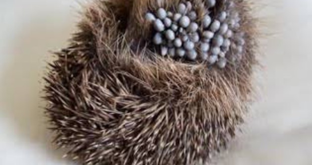 犬 東洋眼虫症 - うたづ動物病院 坂出市 丸亀市